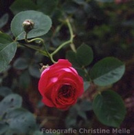 Rose Prinz Hirseprinzchen Foto Christine Meile