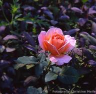 Rose Taifun Foto Meile