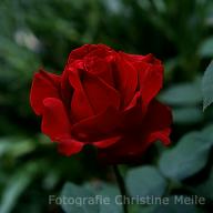 Rose Tatjana Foto Meile