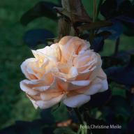 Rose Tendresse Foto Meile