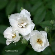 Rose Thalia Rambler Foto Christine Meile