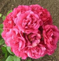 Rose Triomphe d`Angevin Foto Brandt