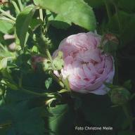 Rose Triomphe de Flore Foto Meile