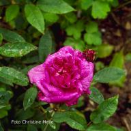 Moosrose Van Dael Foto Meile