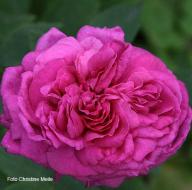 Rose Velours Pourpre v. Verdier Foto Meile