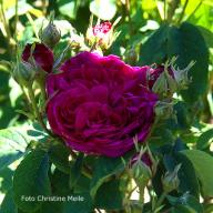 Rose Velours Pourpre (Gallica) Foto Meile