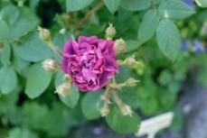 Moosrose William Lobb Foto Brandt