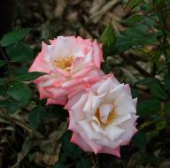 Rose X-Rated Foto Myroses