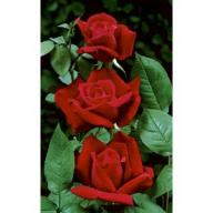 Rose Alex`s Red Foto Rosen-Union