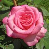 Rose Ashley Foto Dräger