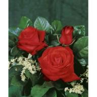 Rose Asja Foto Rosen-Union
