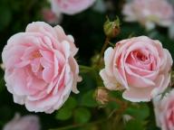Rose Ballade (Tantau) Foto Agel