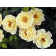 Rose Gelbe Babyflor - Bienenweide gelb 