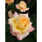 Rose Canary Foto Agel