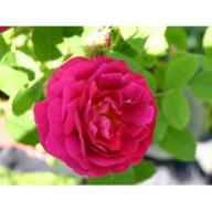 Moosrose Rubra Foto Agel