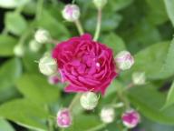 Rose Crimson Rambler Foto Agel