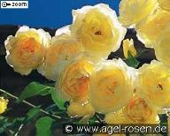 Rose Dune Foto Agel