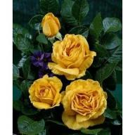 Rose Golden Lady Foto Rosen-Union