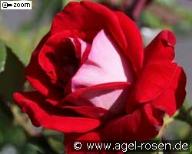 Rose Guy Laroche (Chateau de Versailles) Foto Agel