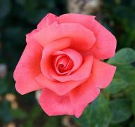 Rose Harmonie Foto Agel