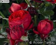 Rose Hot Rokoko Foto Agel