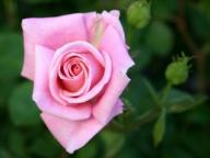 Rose Inspiration Foto Agel