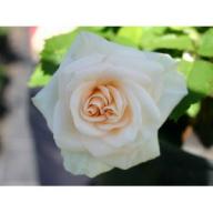 Rose Irmela Foto Agel