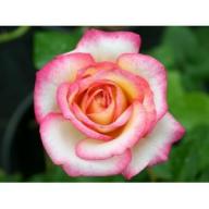 Rose Laminuette Foto Agel