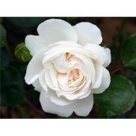 Rose Schloss Rastede - Ledreborg Foto Agel