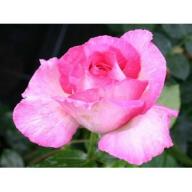 Rose Leschno Foto Agel