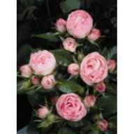 Rose Lovely Rokoko Foto Agel