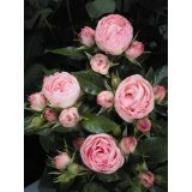 Rose Lovely Rokoko Foto Agel