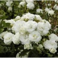 Rose Midsummersnow Foto Lacon