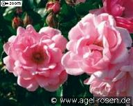 Rose Milrose Foto Agel