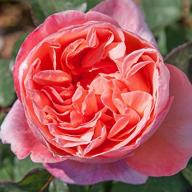 Rose Mademoiselle Meilland Foto Agel