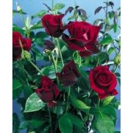 Rose Norita Foto Rosen-Union