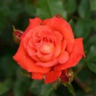 Rose Orange Delight Foto Lubera