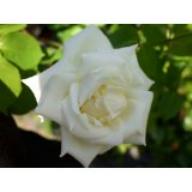 Rose Paul`s Lemon Pillar Foto Agel