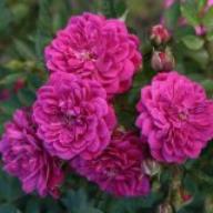 Rose Purple Rain Foto Agel