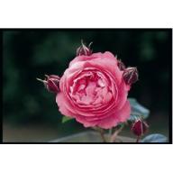 Rose Raymond Blanc Foto Lubera