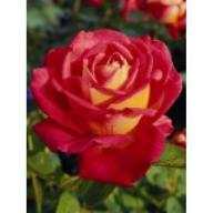 Rose Rebecca Foto Agel