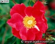 Rose Cascade Foto Agel
