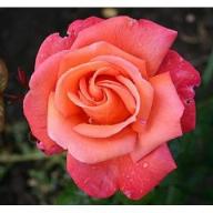 Rose Royal Dane - Troika -  Foto Agel
