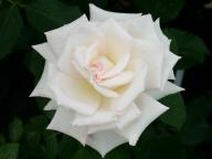 Rose Royal Philharmonic Foto Agel