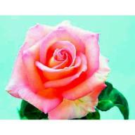 Rose Scent Sation Foto Lubera