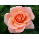 Rose Sunset Boulevard Foto Agel