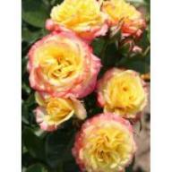 Rose Tropical Clementine Foto Agel