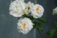 Rose Unschuld Foto Lacon
