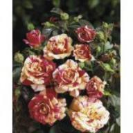 Rose Vanille Fraise Foto Lacon