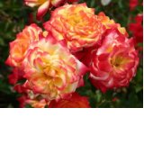 Rose Vulcano Flower Circus Foto Agel
